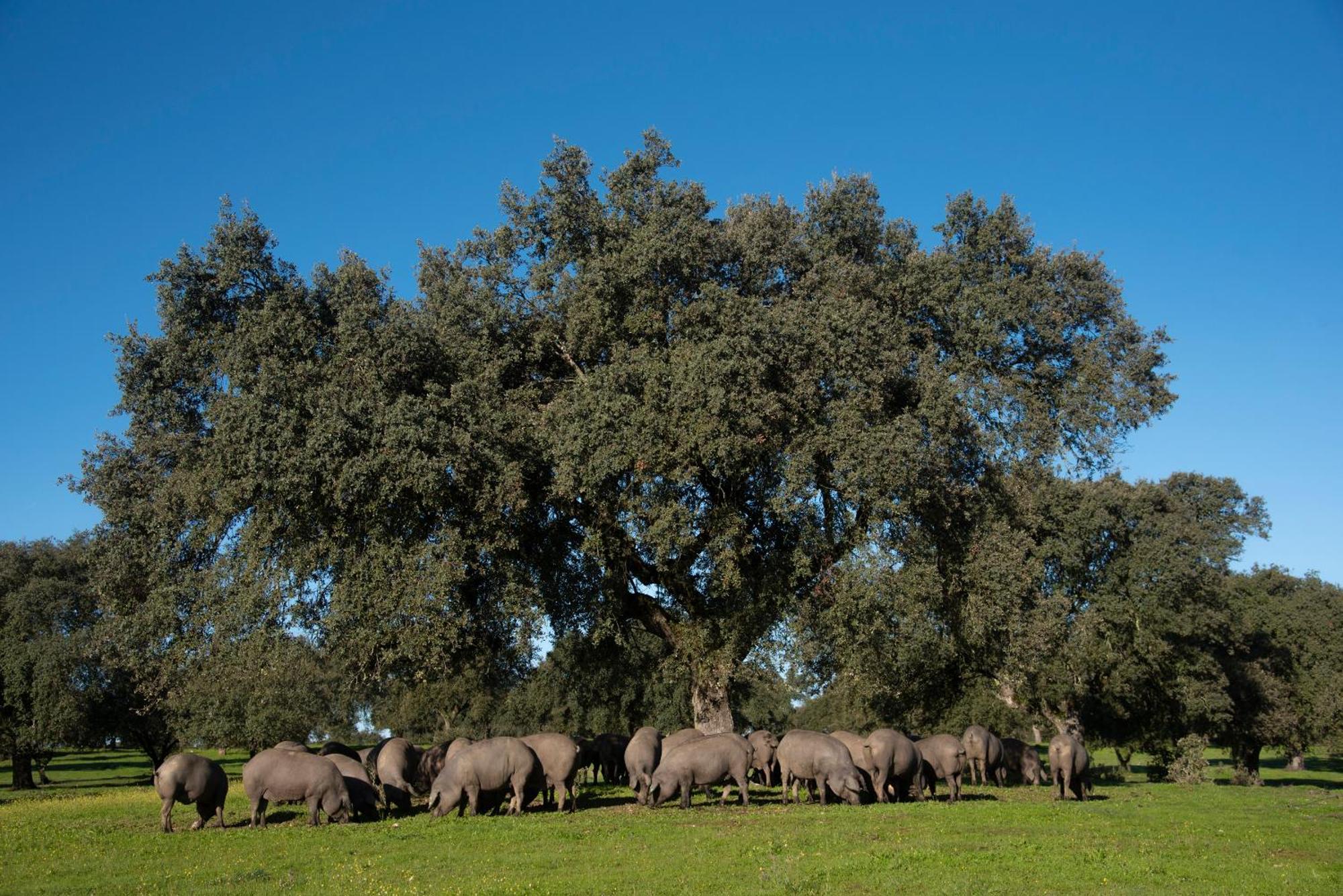 Casa Rural Dehesa De Solana Herrera de Alcántara Kültér fotó