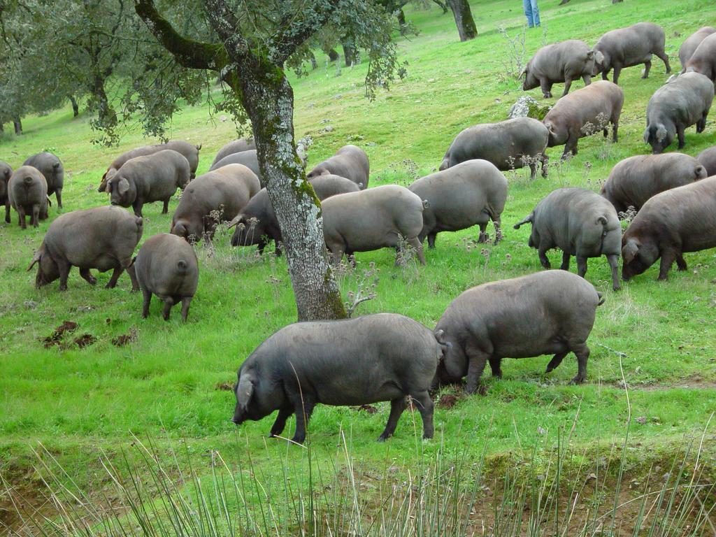 Casa Rural Dehesa De Solana Herrera de Alcántara Kültér fotó