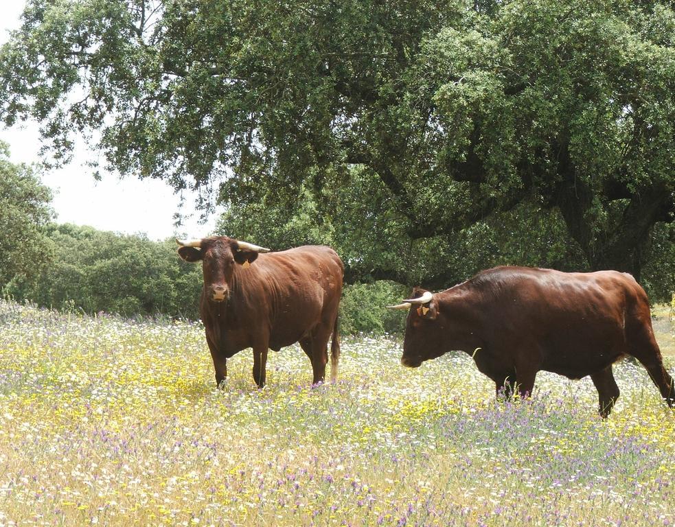 Casa Rural Dehesa De Solana Herrera de Alcántara Kültér fotó
